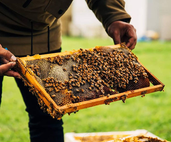 We're one step closer to saving the bees thanks to this innovative hive ...